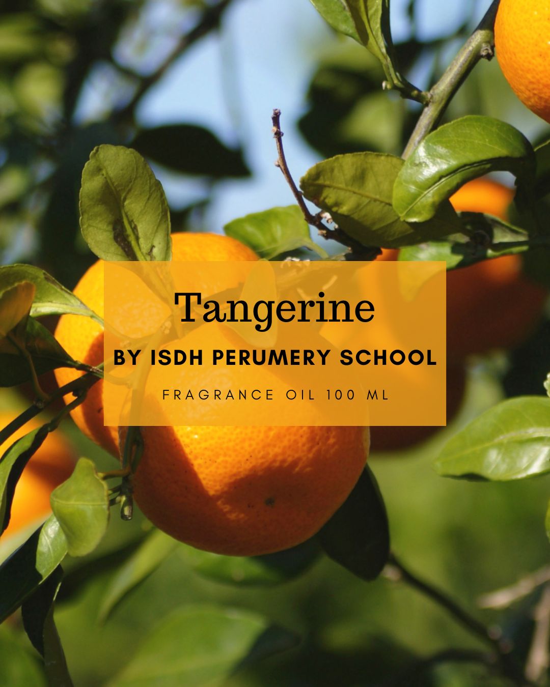 Tangerine - 柑橘